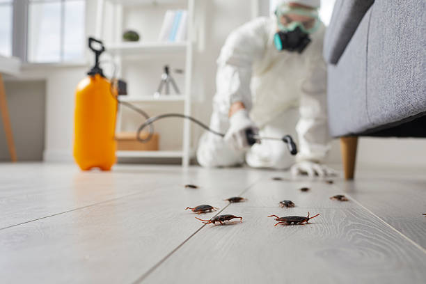 Commercial Kitchen Cockroach Control in Brilliant
